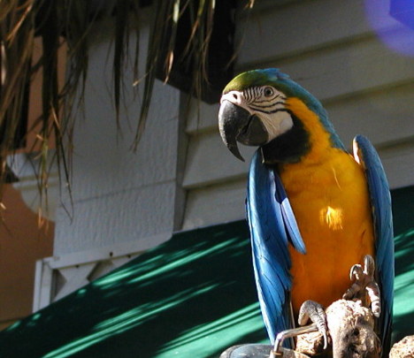 Pretty Bird